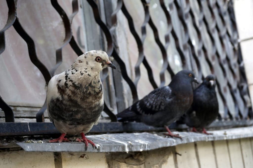 Народные приметы и суеверия про голубей