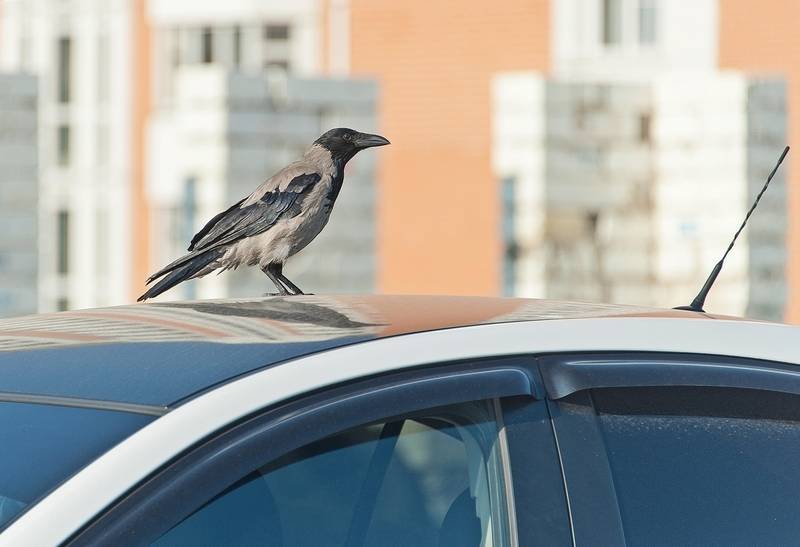 Приметы про птиц: залетела в машину, села на голову, купаются в луже или пыли